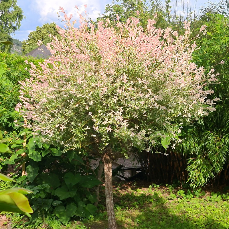 Wexthuset Eukalyptusvide ’Hakuro Nishiki’ 60 cm