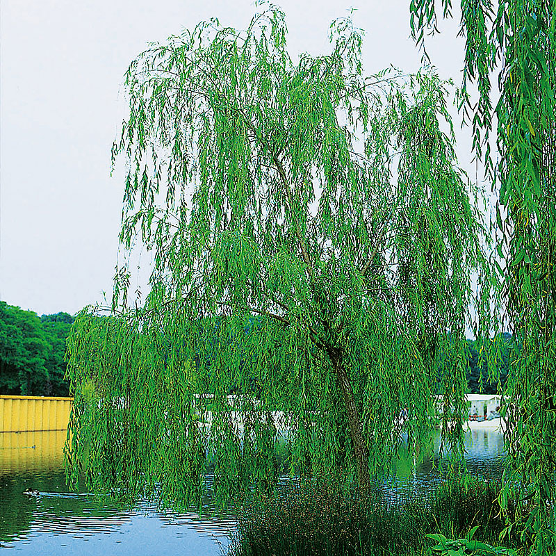 Fontänpil Salix pendulina ’Elegantissima’