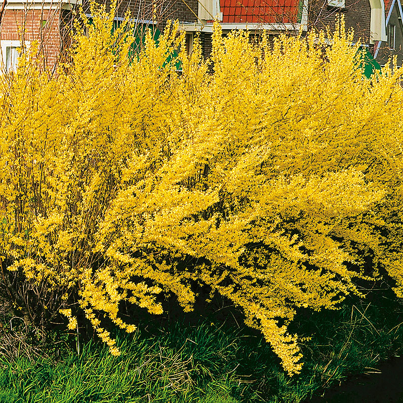 Forsythia x inermedia 'Lynwood Gold'