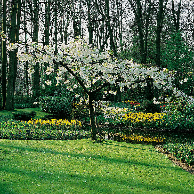 Glanskörsbär, Prunus serrula