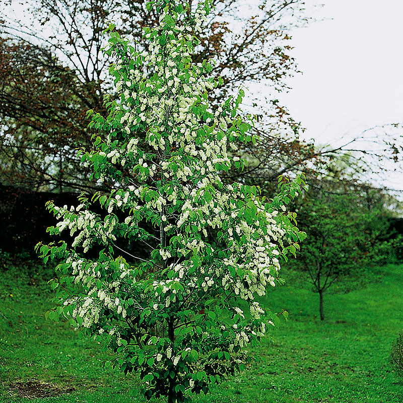 Wexthuset Hägg Prunus padus