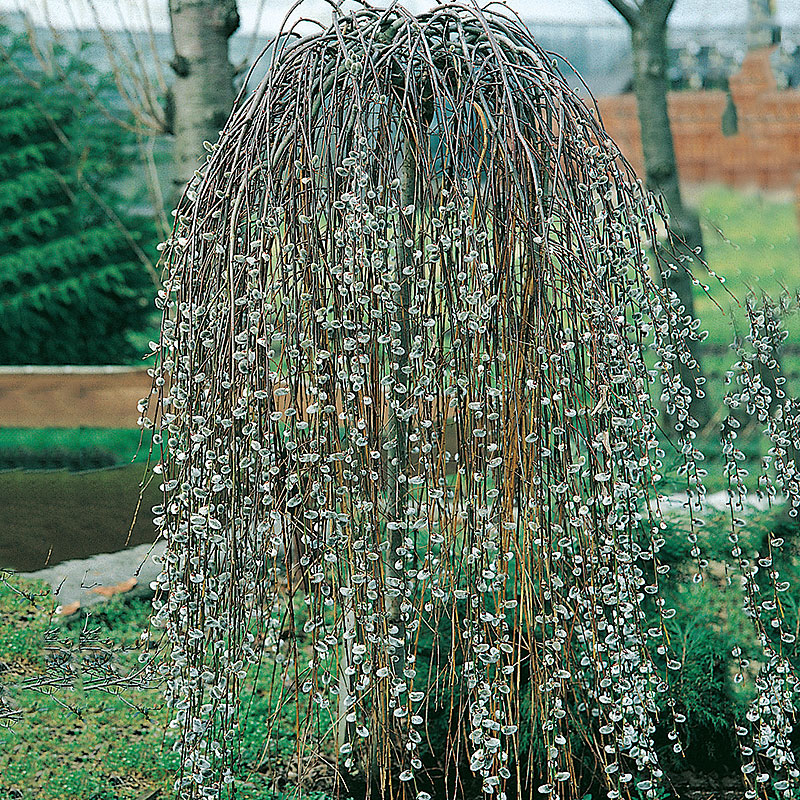 Hängsälg Salix caprea ’Kilmarnock’ 60 cm