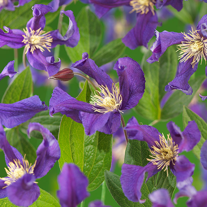 Klematis 'Blue Pirouette', 5-pack
