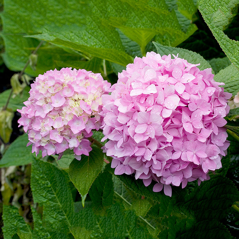 Hortensia 'Endless Summer