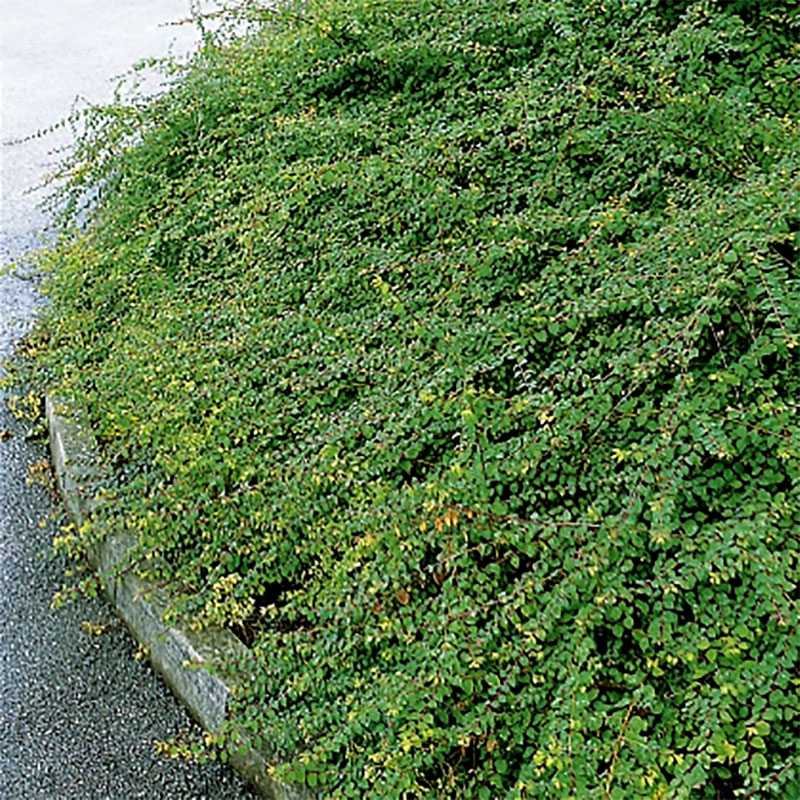 Hybridsnöbär, Symphoricarpos x chenaultii ‘Hancock’ | Wexthuset