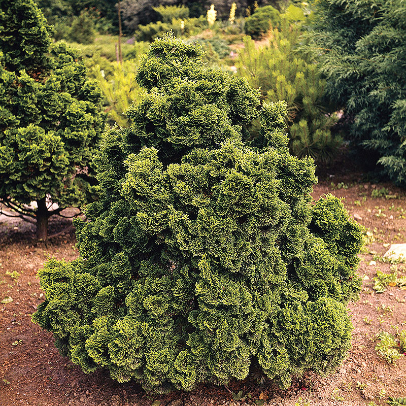 Japansk ädelcypress ’Nana Gracilis’ 20-25 cm 5-pack