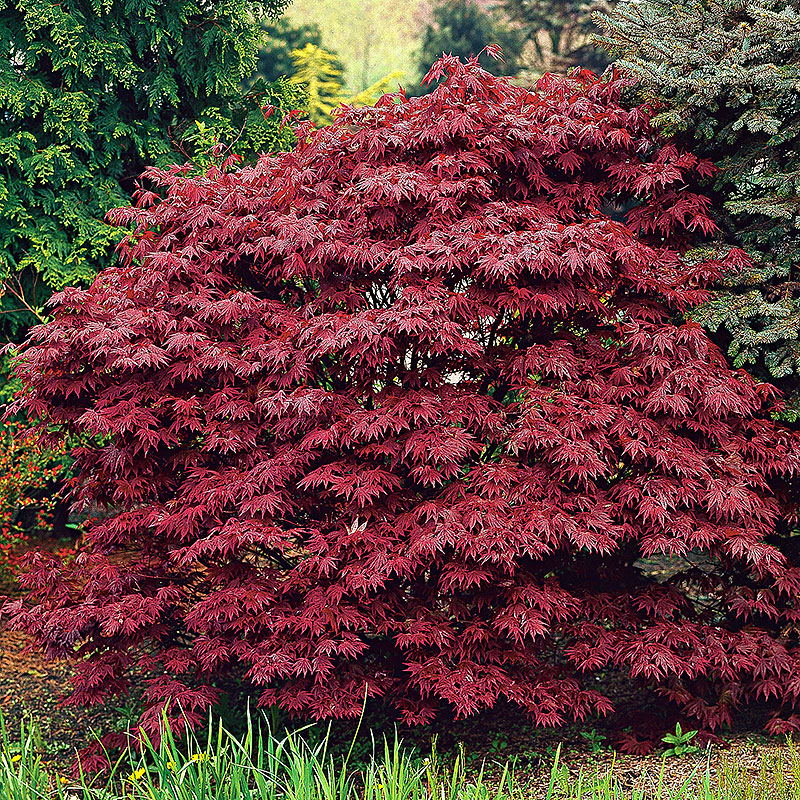 Röd Japansk lönn ’Atropurpureum’ 3-pack