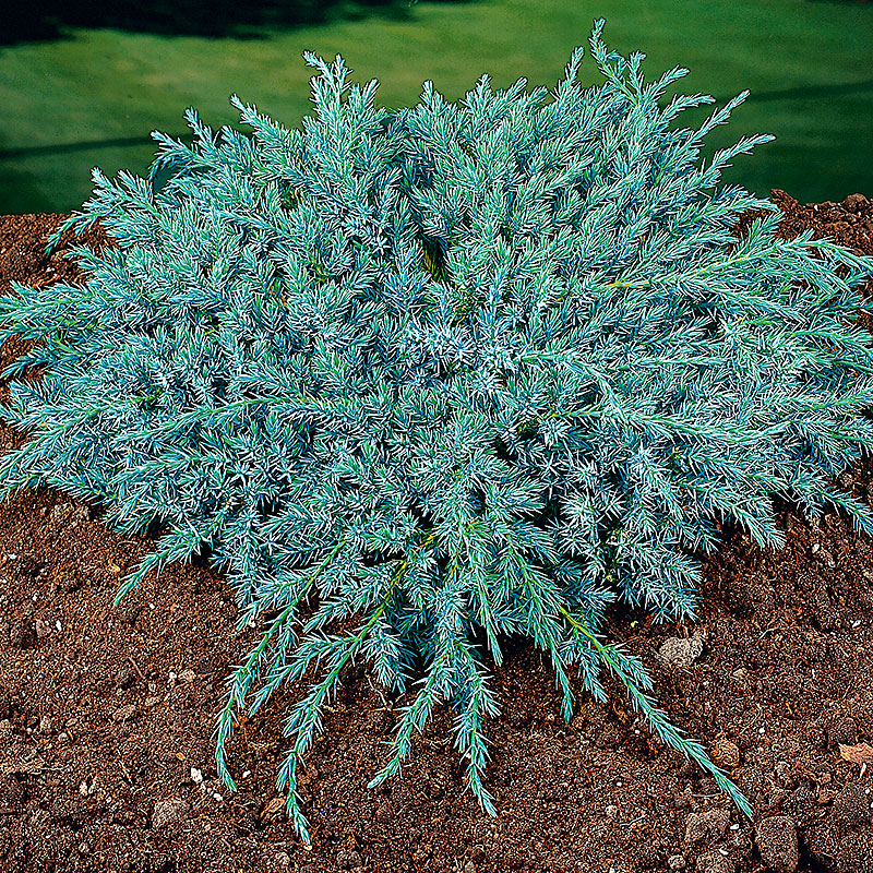 Himalaya-en ’Blue Carpet’ 30-35 cm 5-pack