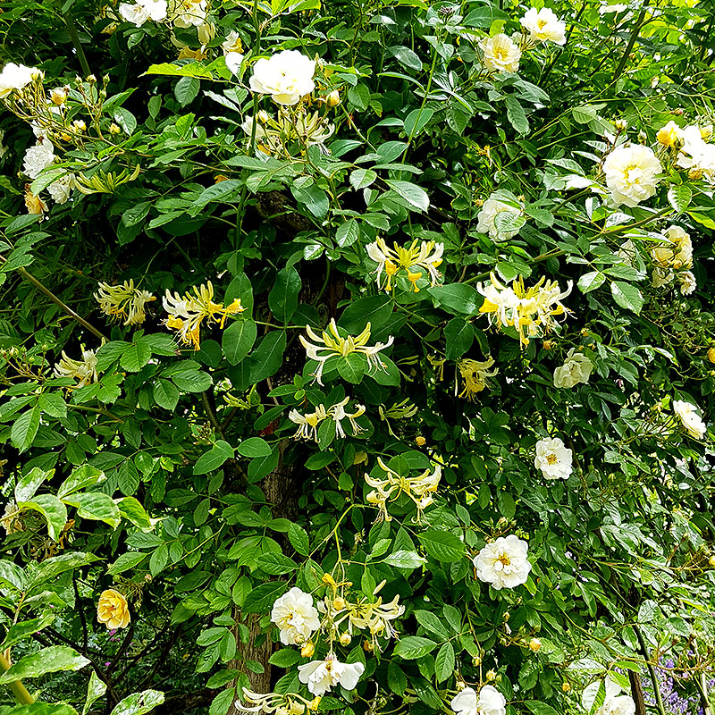 Kaprifol planterad med gulblommig ros