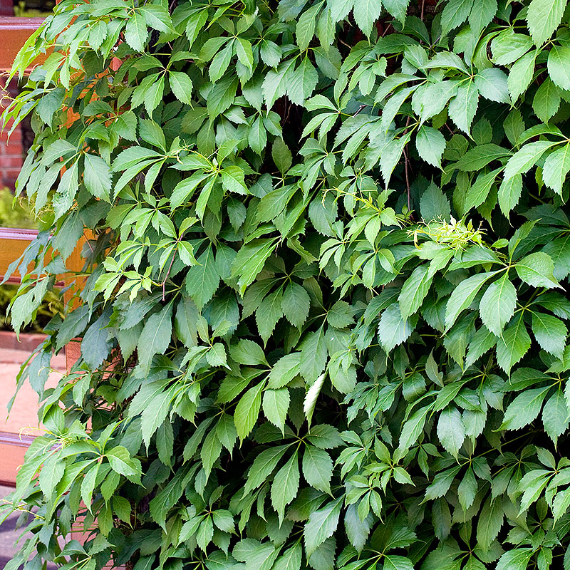 Klättervildvin, Parthenocissus quinquefolia