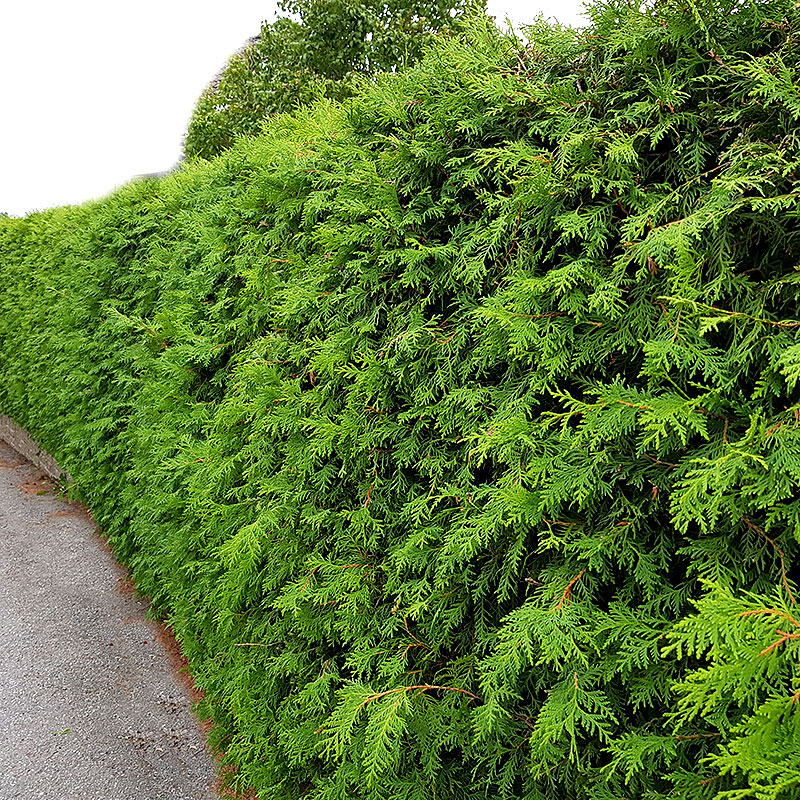 Wexthuset Thuja Brabant 50-70 cm 100 pack