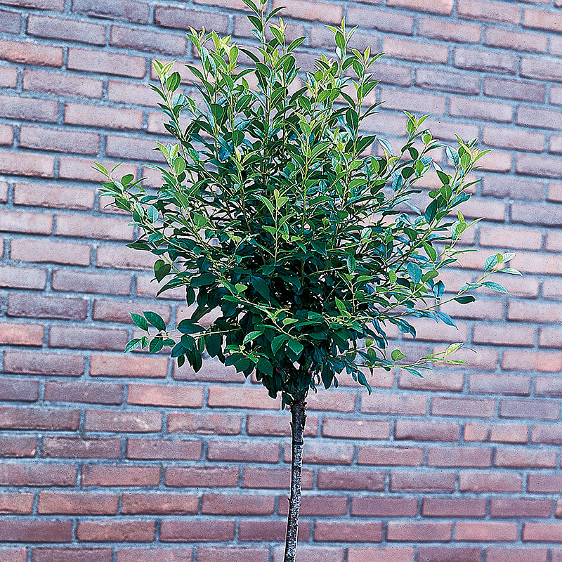 Klotkörsbär Prunus eminens Umbraculifera ’Globosa’ 100-120 cm