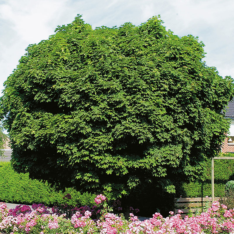 Wexthuset Klotlönn Acer plantanoides ’Globosum’