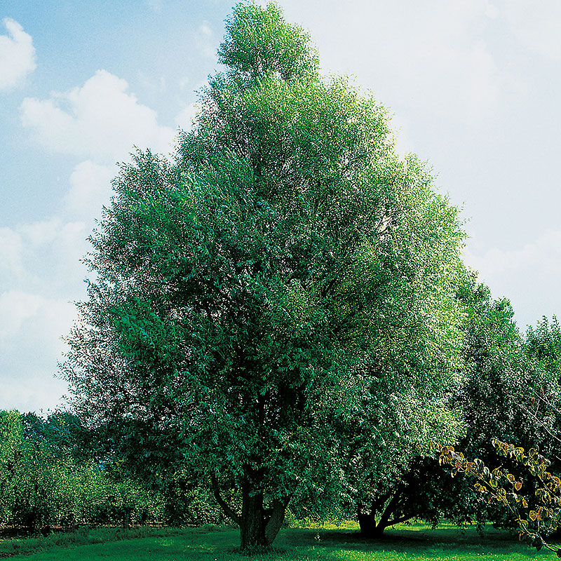 Klotpil Salix fragilis ’Bullata’ 100-120 cm