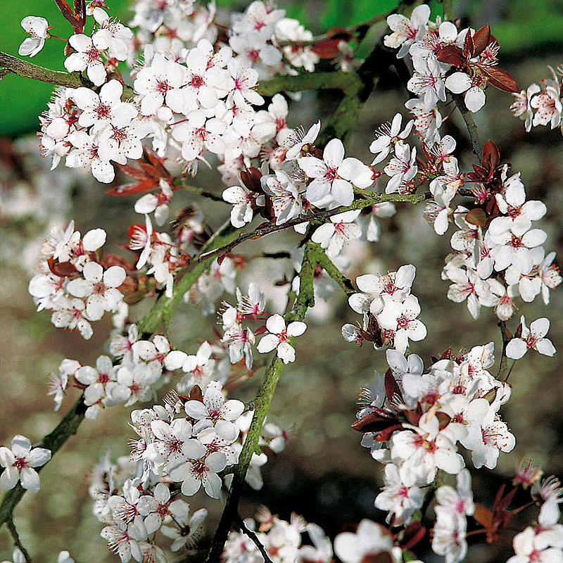 Körsbärsplommon, Prunus Cerasifera