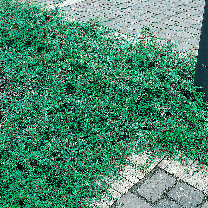 Krypoxbär 'Skogholm',  Cotoneaster suecicus Skogholm