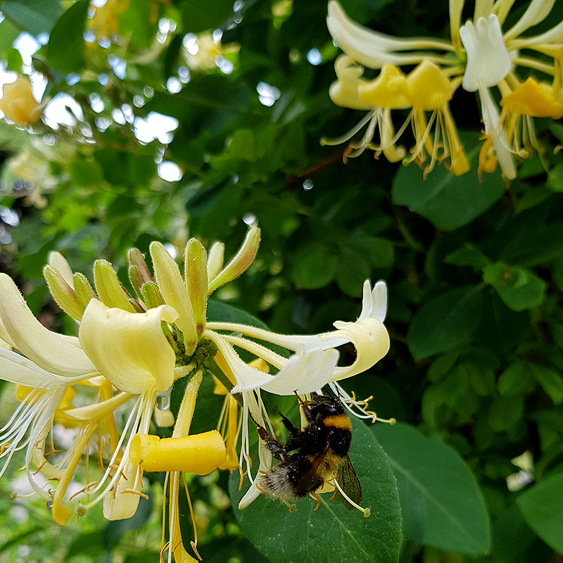 Kaprilfolblomma med bi i blomman