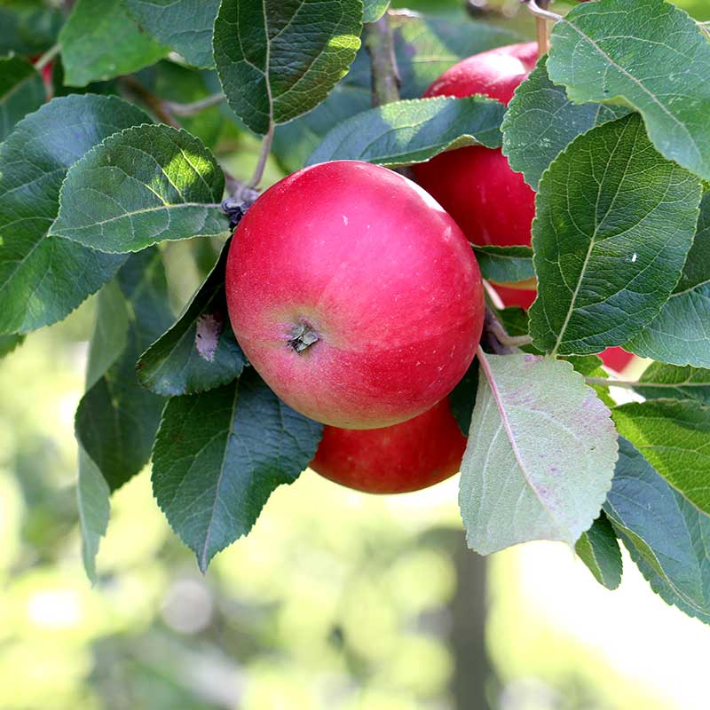 Äpple ’Discovery’ E svagväxande – m uppbindn