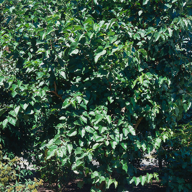 Mullbärsträd