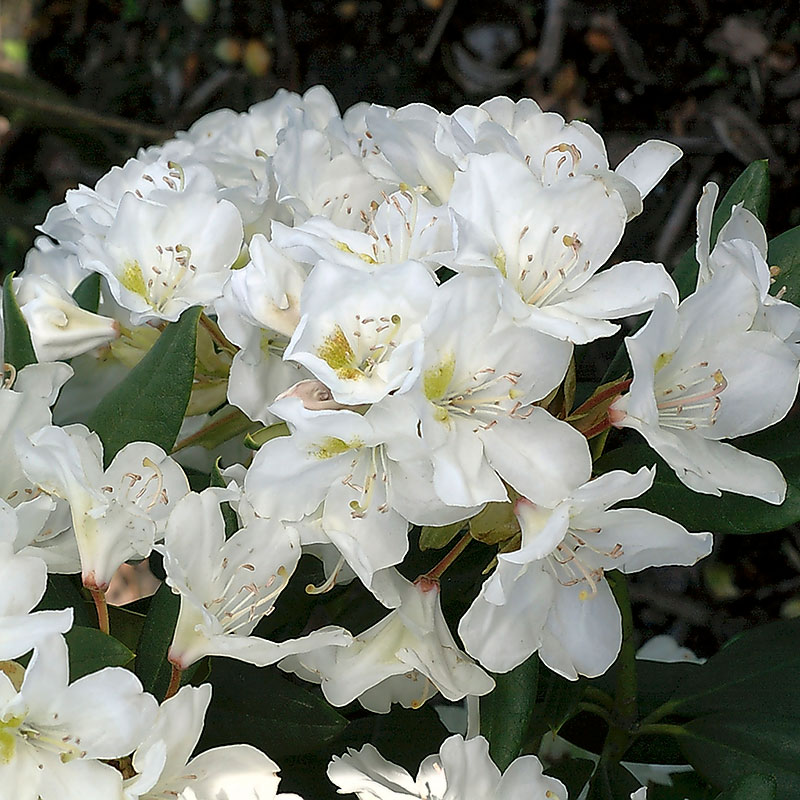 Rhododendron ’Cunningham’s White’ 50-60cm 3-pack