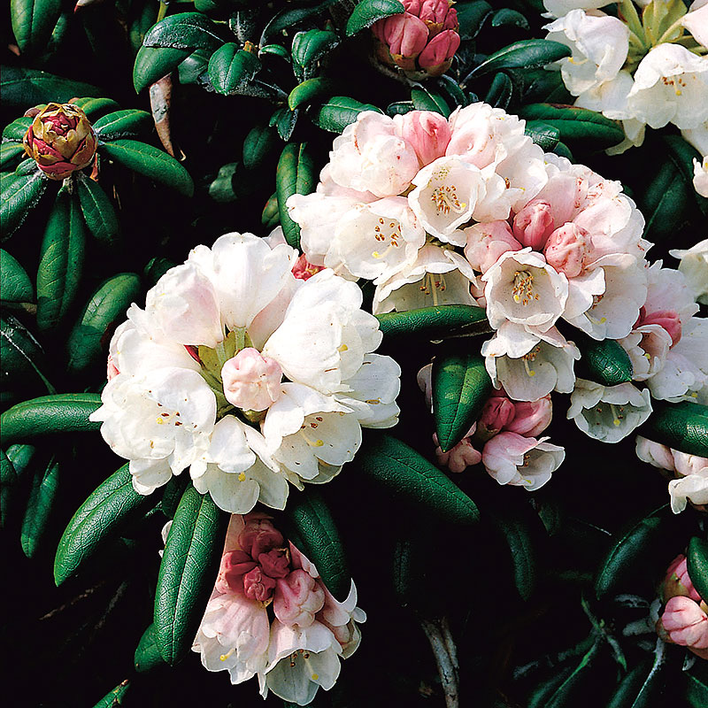 Wexthuset Rhododendron ’Koichiro Wada’ 5-pack