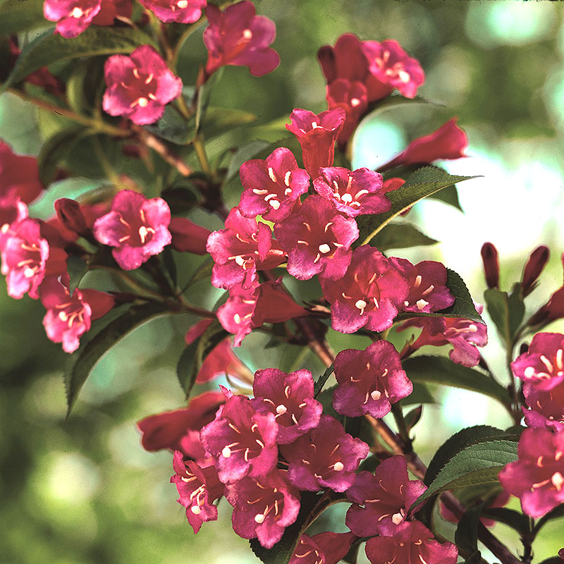 Närbild på blomma av trädgårdsprakttry 'Bristol Ruby'