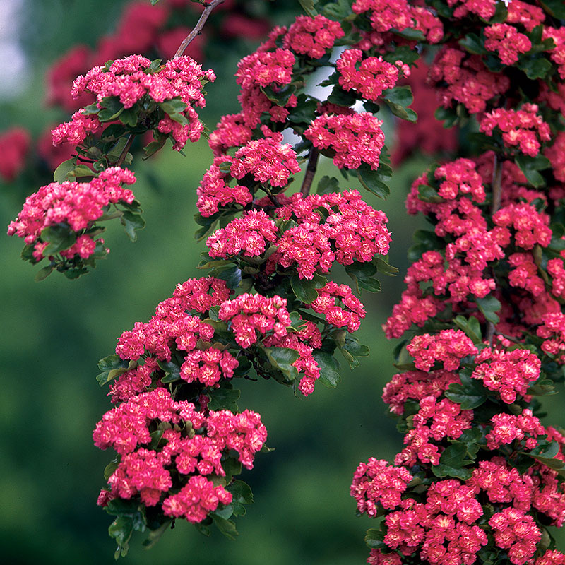 Blommor på rosenhagtorn 'Paul's Scarlet'