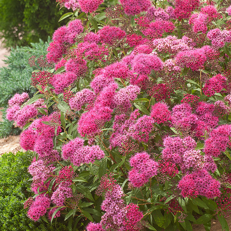 Rosenspirea