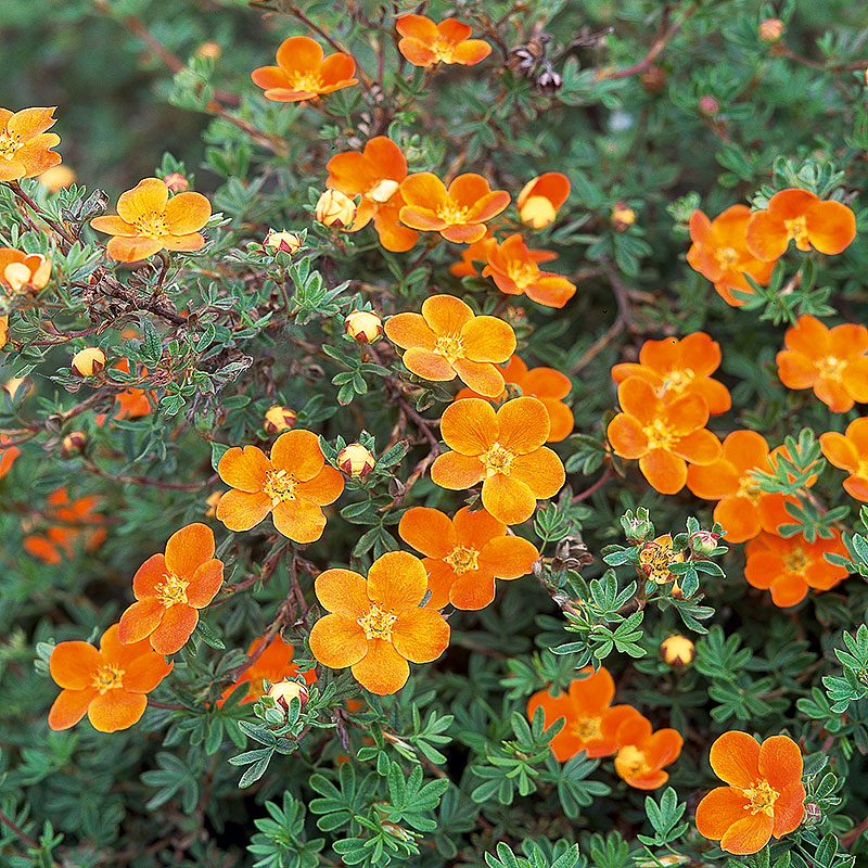 Wexthuset Trädgårdstok ’Hopleys Orange’ 3-pack