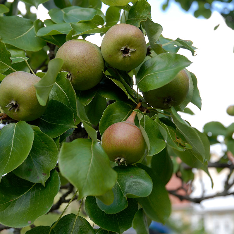 Päron 'Augustipäron'