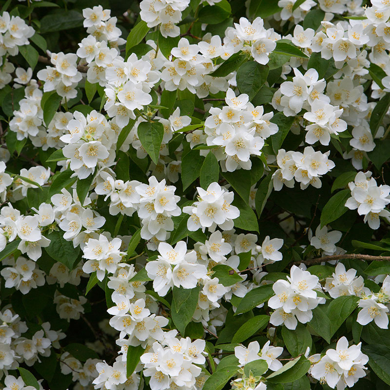 Blommor på prydnadsbuske av doftschersmin