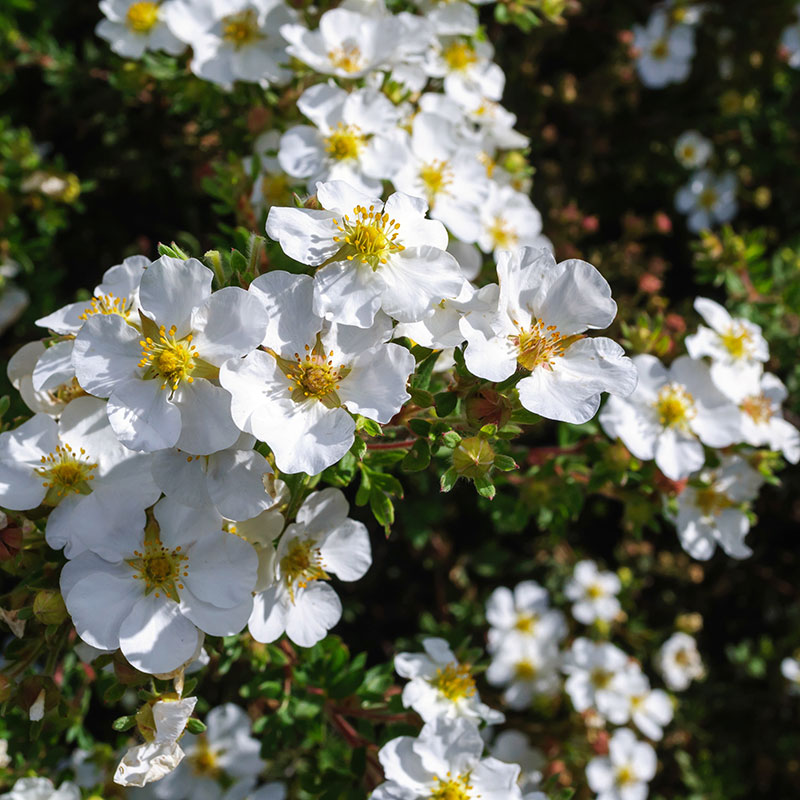 Wexthuset Trädgårdstok ’White Lady’ 10-pack