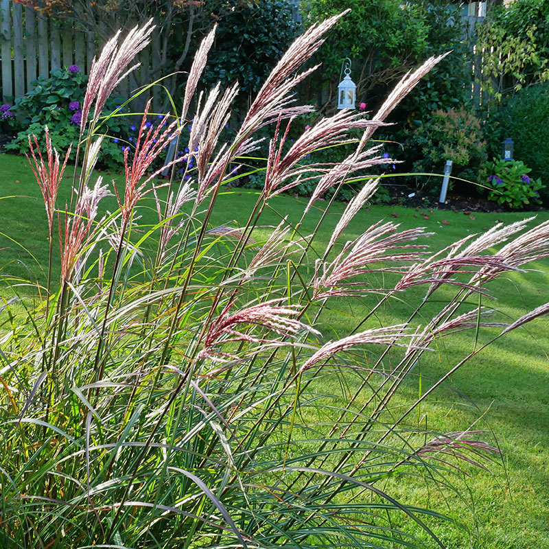 Miscanthus 'Red Chief'