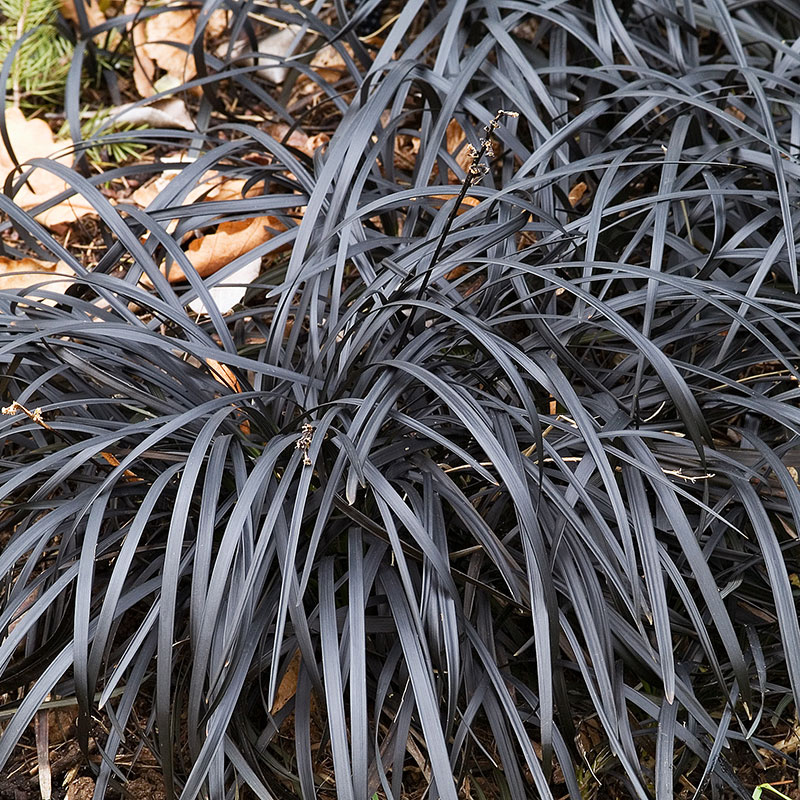 Prydnadsgräs Ophiopogon 'Niger'