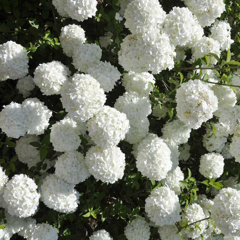 Prydnadsolvon 'Eskimo'