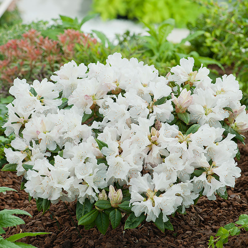 Wexthuset Rhododendron ’Dora Amateis’ 5-pack