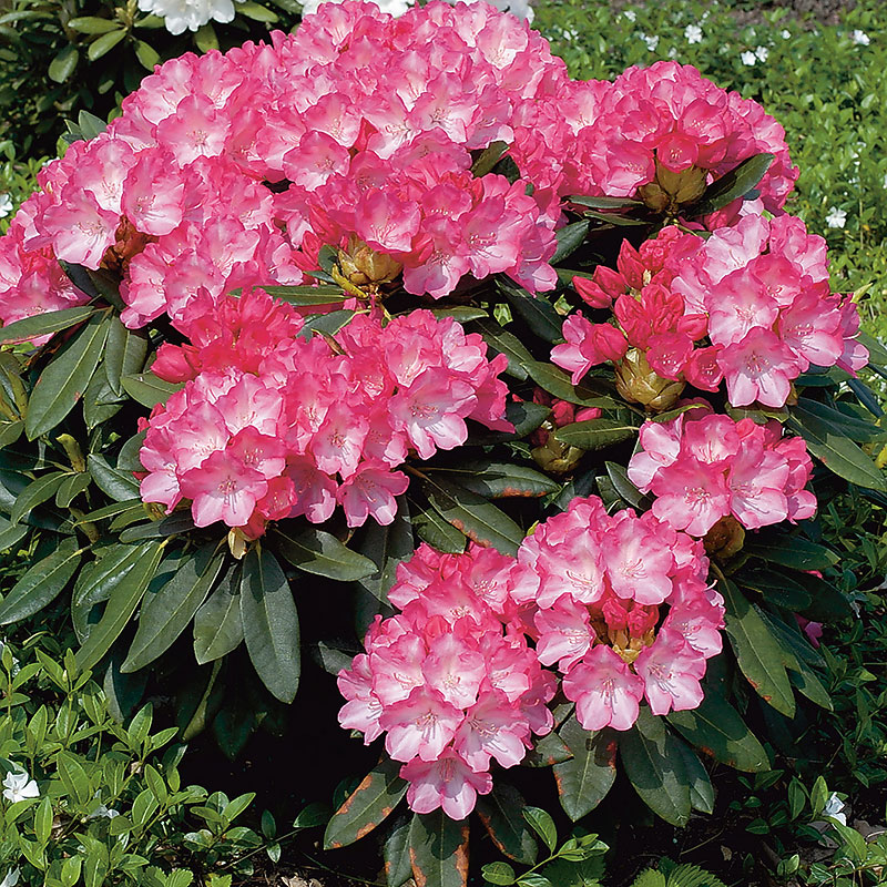 Wexthuset Rhododendron ’Fantastica’