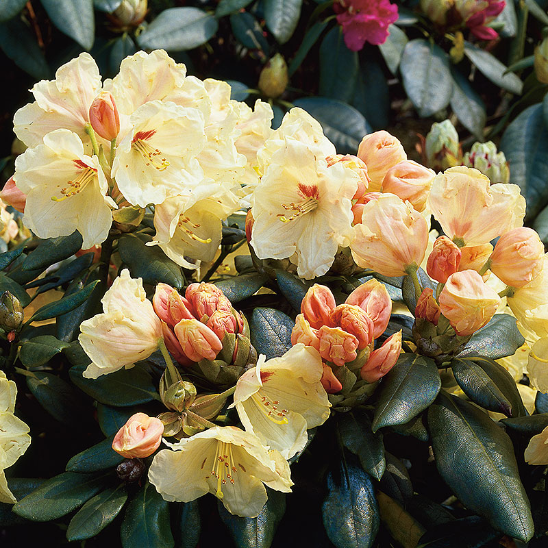 Rhododendron 'Flava', 5-pack