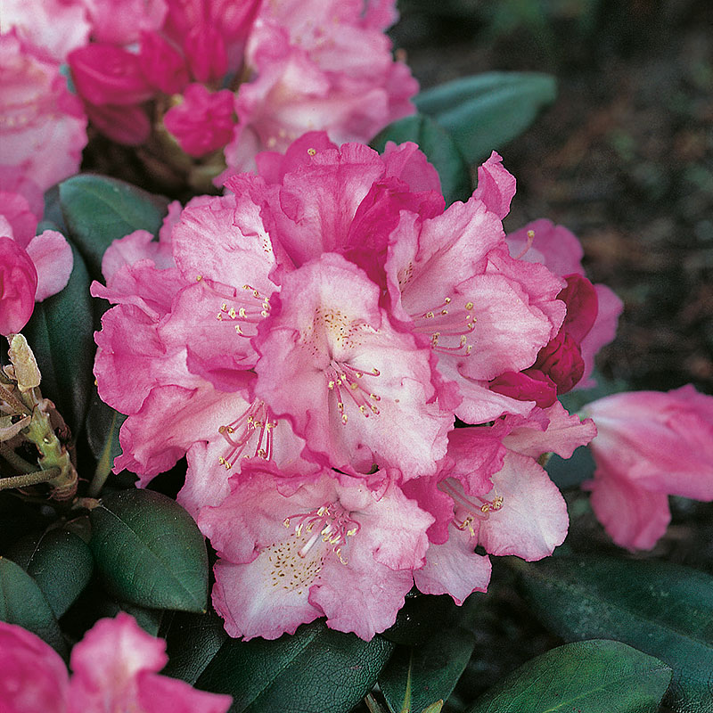 Rhododendron 'Polaris', 10-pack
