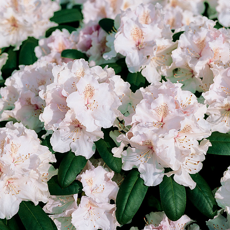 Wexthuset Rhododendron ’Schneekrone’ 3-pack