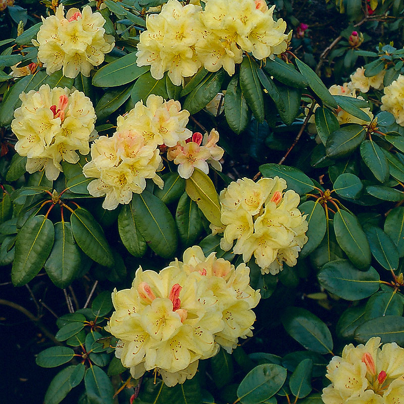 Rododendron med gula blommor