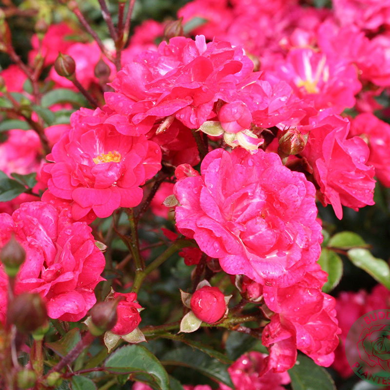Marktäckande ros, Rosa 'Red Fairy'