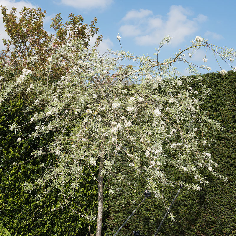 Silverpäron Pyrus salcifolia ’Pendula’ 100-120 cm