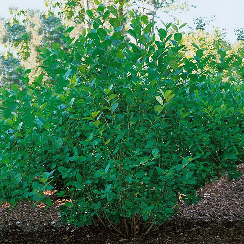 Slånaronia 'Elata' E, Aronia prunifolia  E  (mel Elata)  