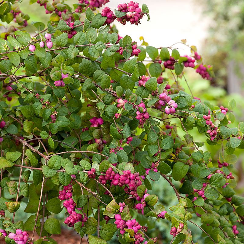 Wexthuset Snöbär ’Magic berry’