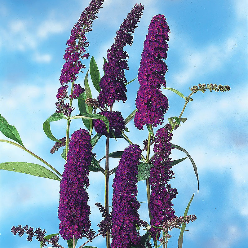 Syrenbuddleja  'Black Knight'