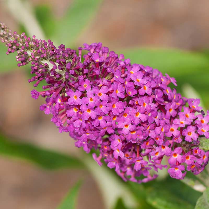 Wexthuset Buddleja ’Miss Ruby’ 3-pack