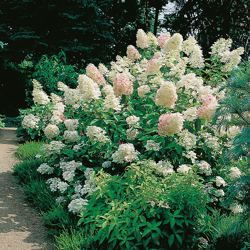 Wexthuset Syrenhortensia