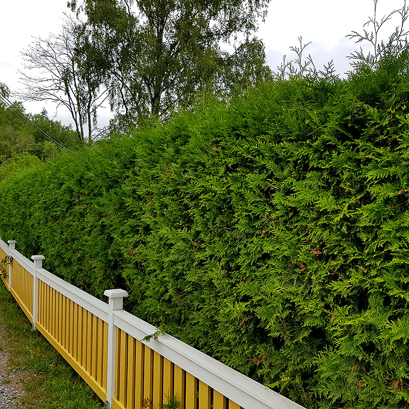 Brabant thujahäck bakom gult staket