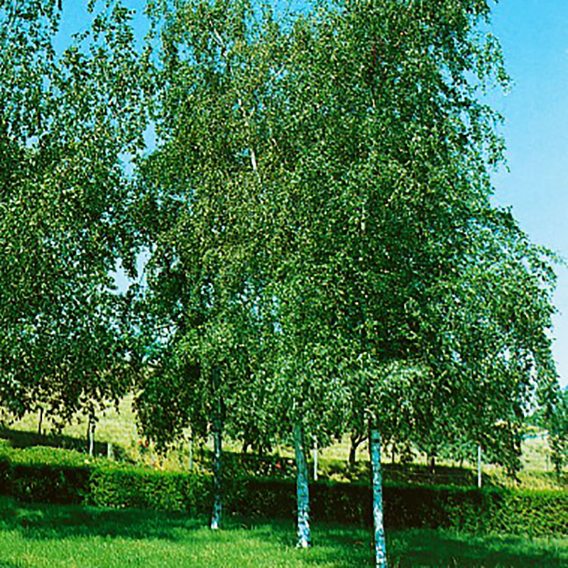 Wexthuset Vårtbjörk Betula pendula